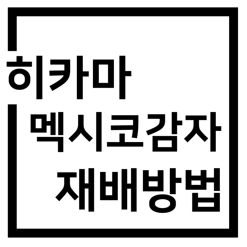  히카마 멕시코감자 재배방법
