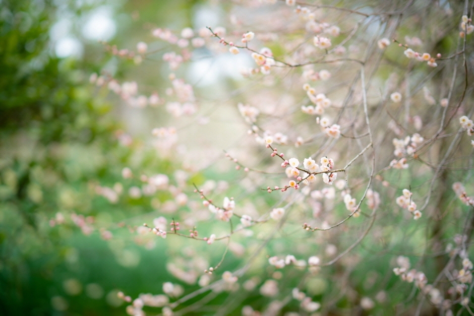 한림봄축제 일정 4