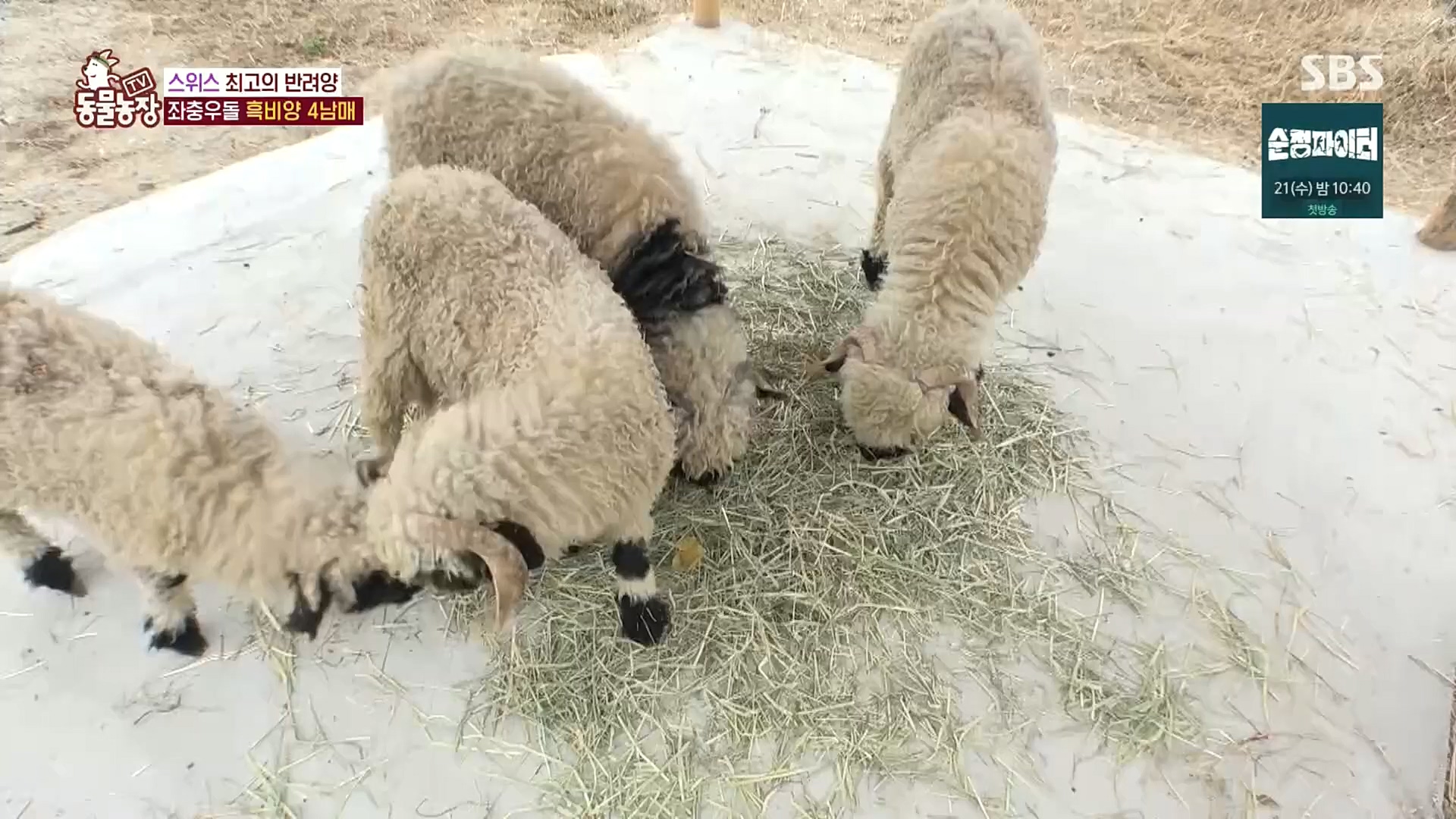 TV 동물농장.E1100.221218p.H264-F1RST.mp4_20221218_183446.316.jpg