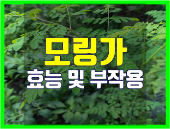  버릴 것 하나 없는 모링가(Moringa)의 효능과 부작용 및 먹는 법은?