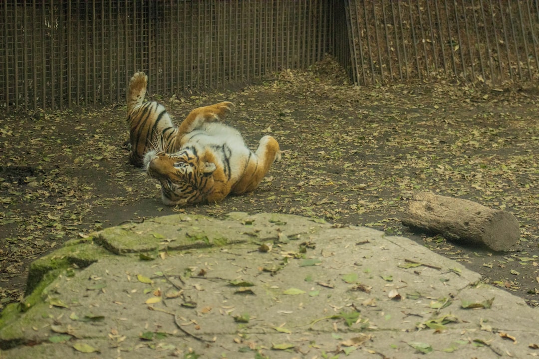 KIA Tigers