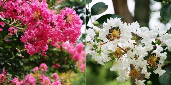 배롱나무 꽃 종류