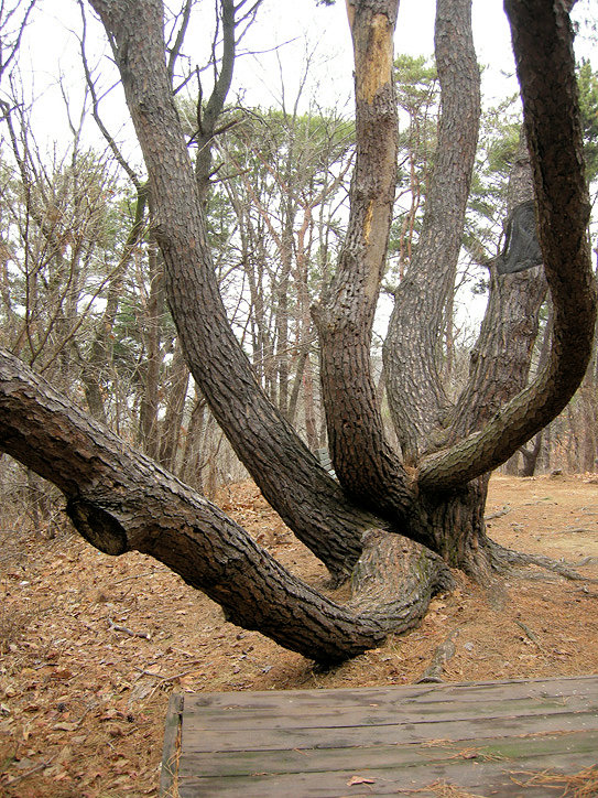 김해 백두산 육형제 소나무 6