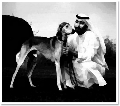  살루키(saluki) 분양가격 및 품종에 대해서