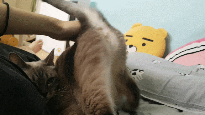 샴 고양이 털빠짐 샴고양이 종류와 9