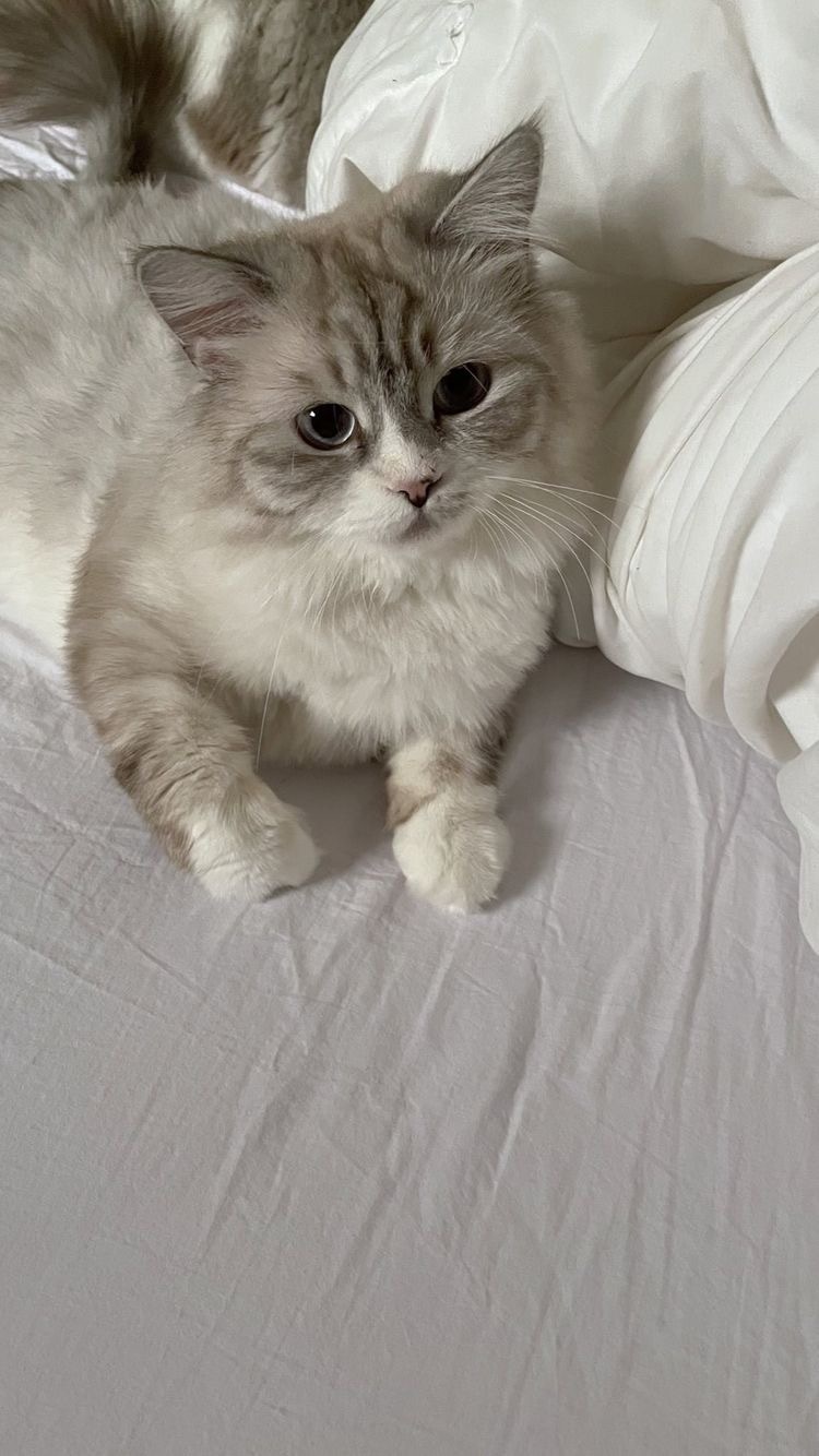 고양이가-앉아있는-모습