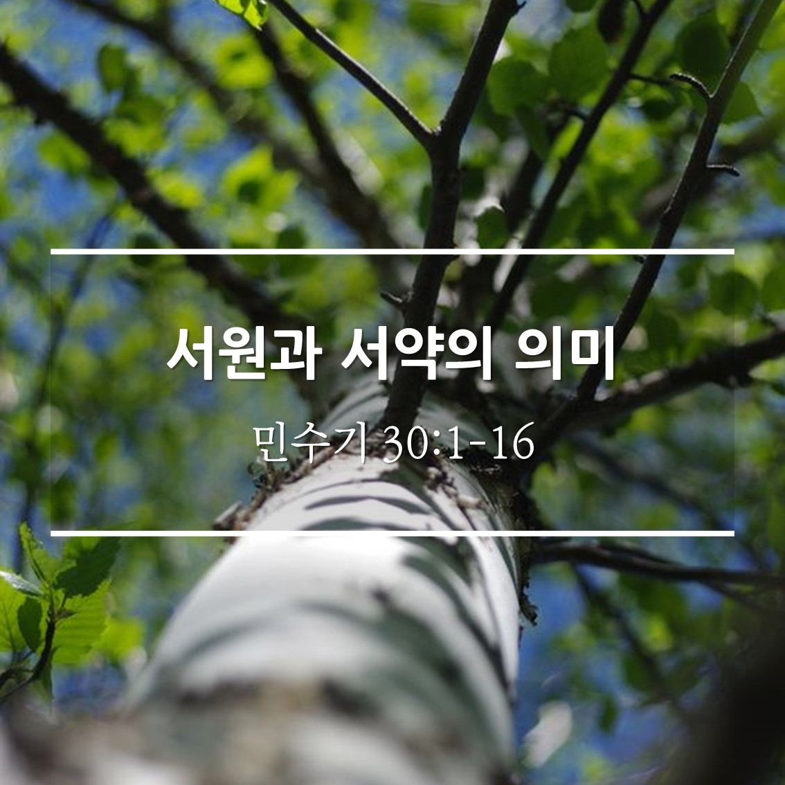  서원과 서약의 의미  / 민 30:1-16