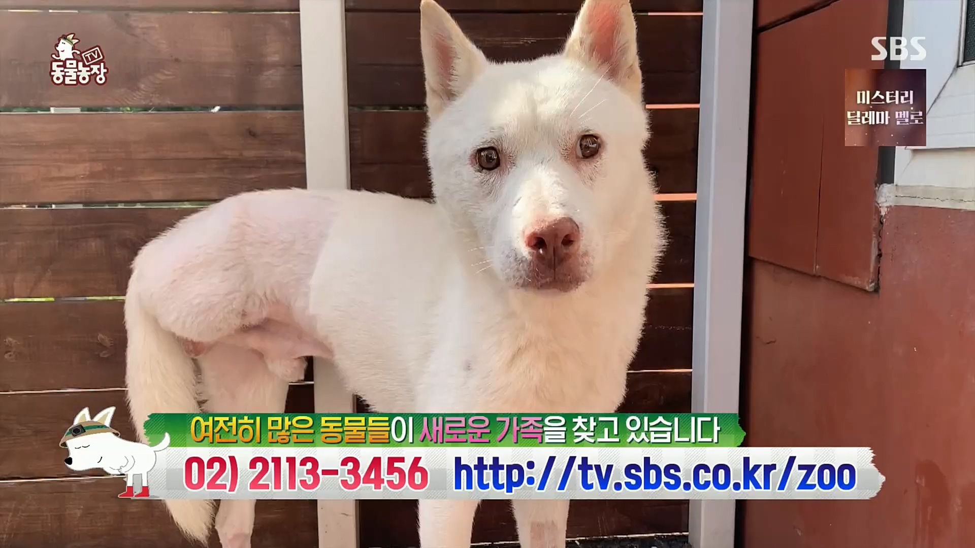 TV 동물농장.E1101.221225p.H264-F1RST.mp4_20221225_190306.700.jpg