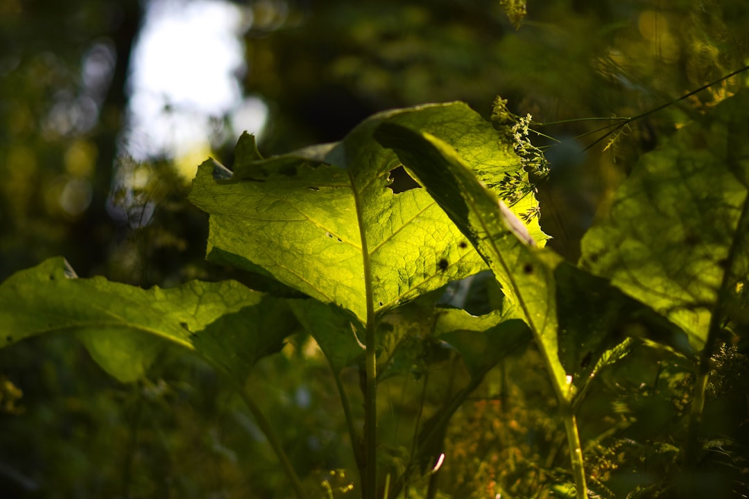Burdock.