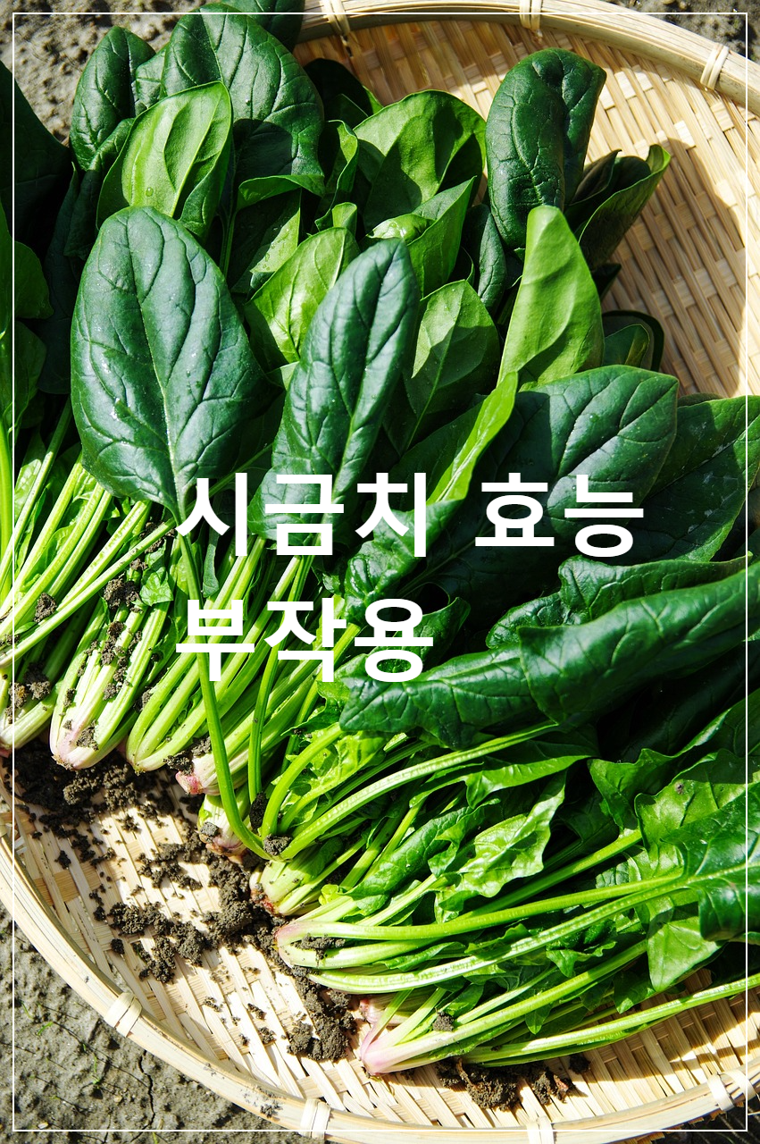 시금치 효능