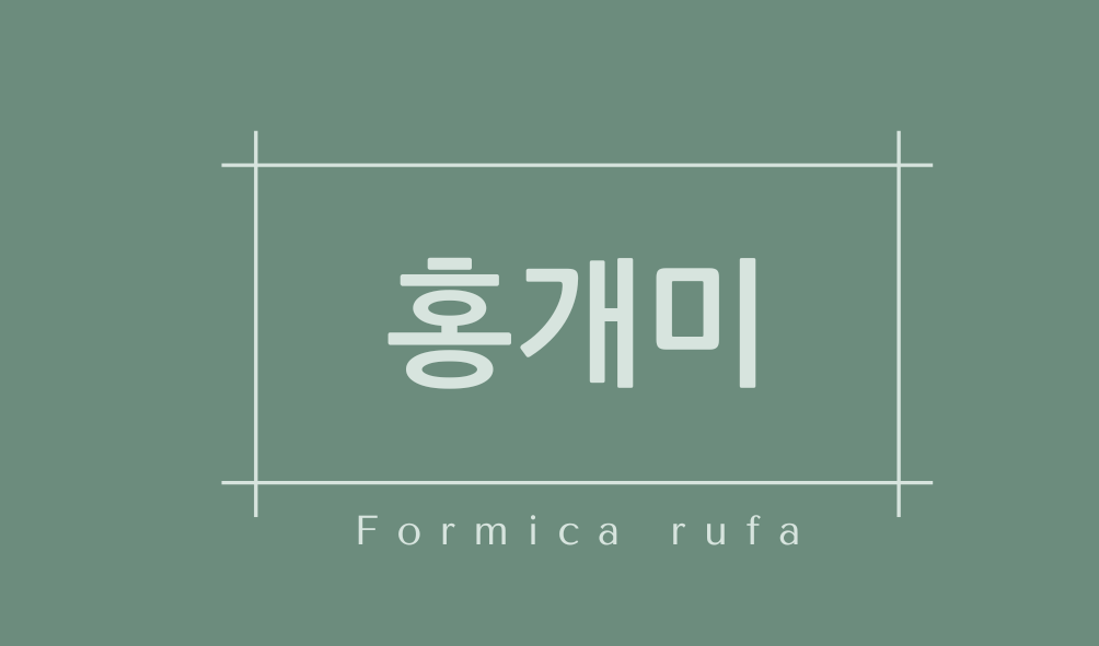 홍개미(Formica rufa)