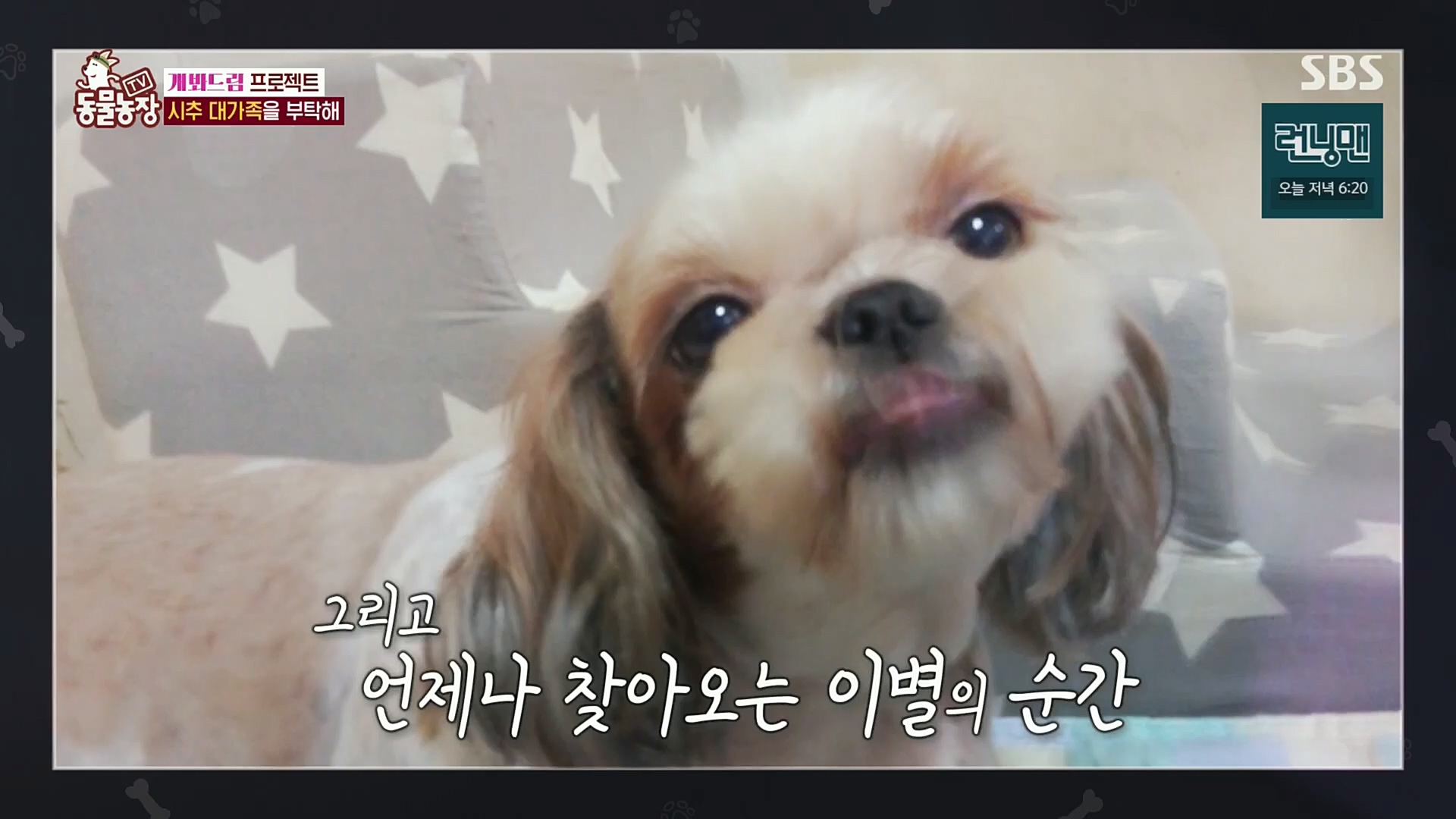 TV 동물농장.E1102.230101p.H264-F1RST.mp4_20230101_182844.668.jpg