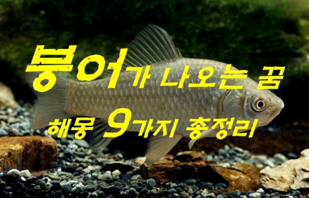  붕어꿈 해몽 9가지 총정리