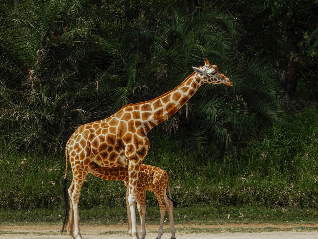Maternal