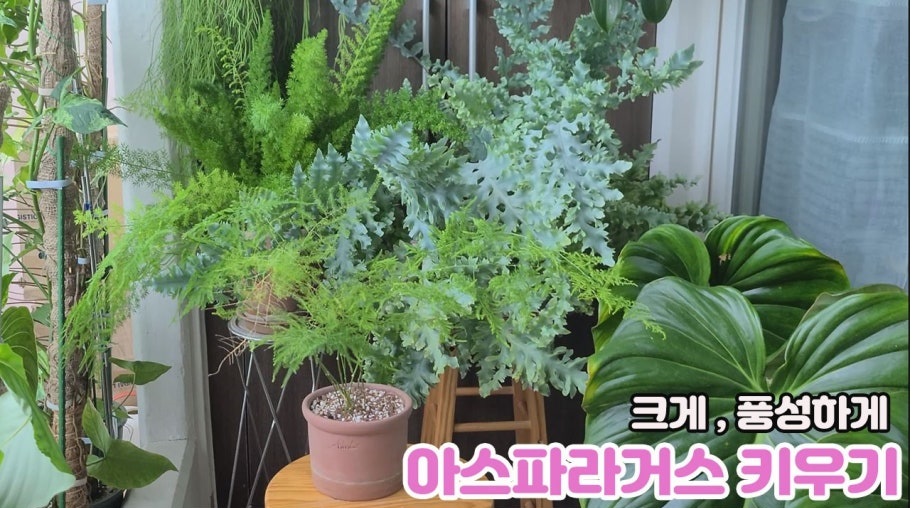 아스파라거스 집에서 키우는 방법