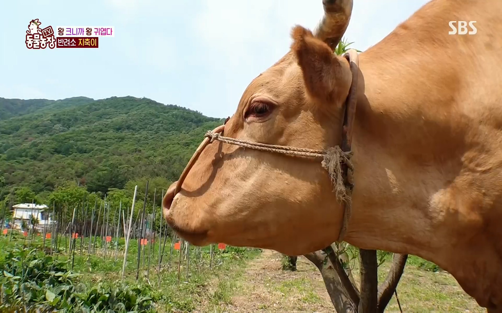 TV 동물농장.E1074.220619p.H264-F1RST.mp4_20220619_181102.861.jpg