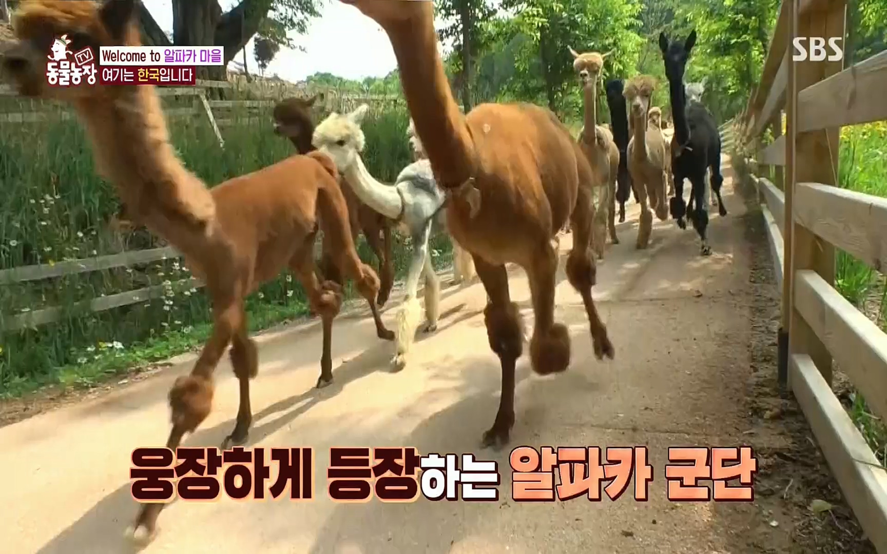 TV 동물농장.E1078.220717p.H264-F1RST.mp4_20220717_151144.308.jpg