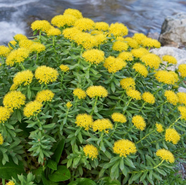 홍경천(Rhodiola rosea)