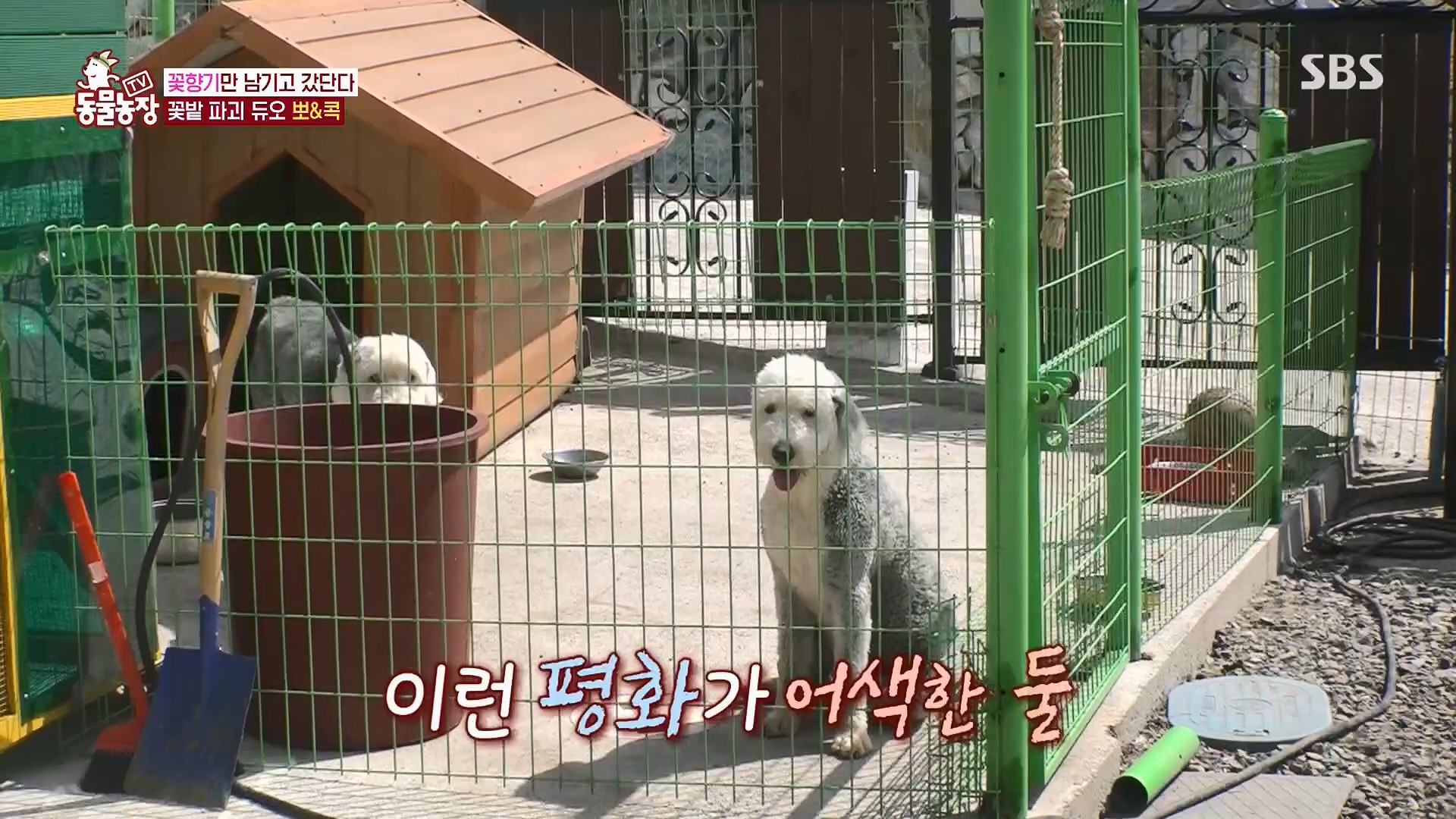 TV 동물농장.E1120.230514p.H264-F1RST.mp4_20230515_203528.464.jpg