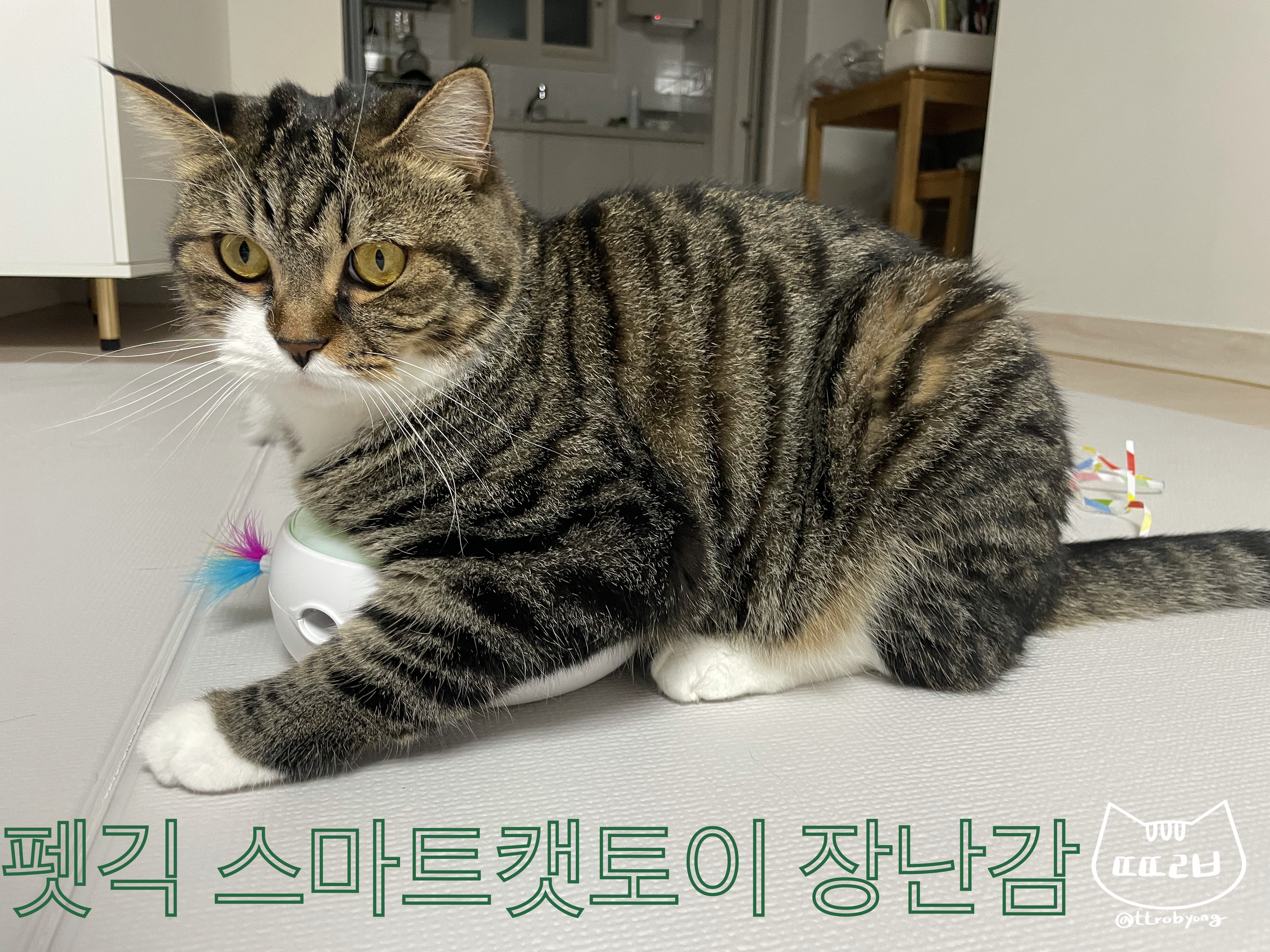 고양이장난감 후기 두잇 마우스봇 사용법과 장단점