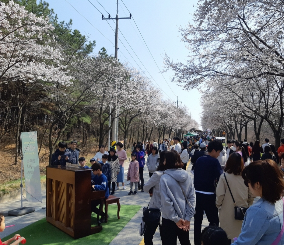여주흥천남한강 벚꽃축제