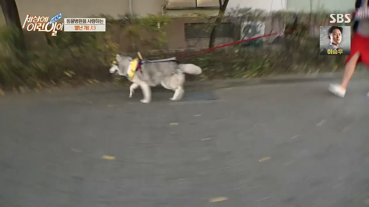 순간포착 세상에 이런일이.E1207.221130p.H264-F1RST.mp4_20221130_195703.304.jpg