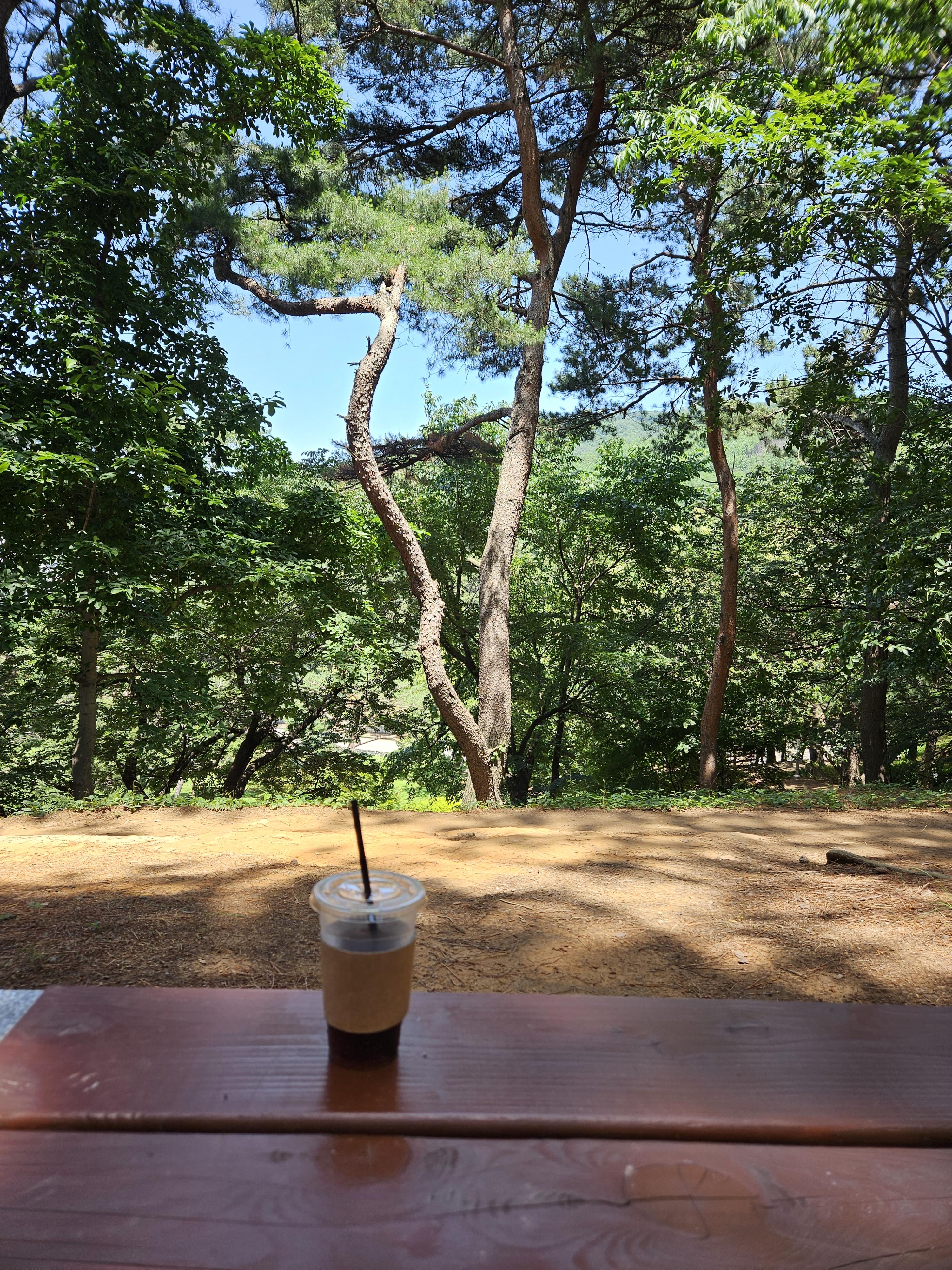 구지봉 소나무숲에서 테이크아웃 커피를 마시다