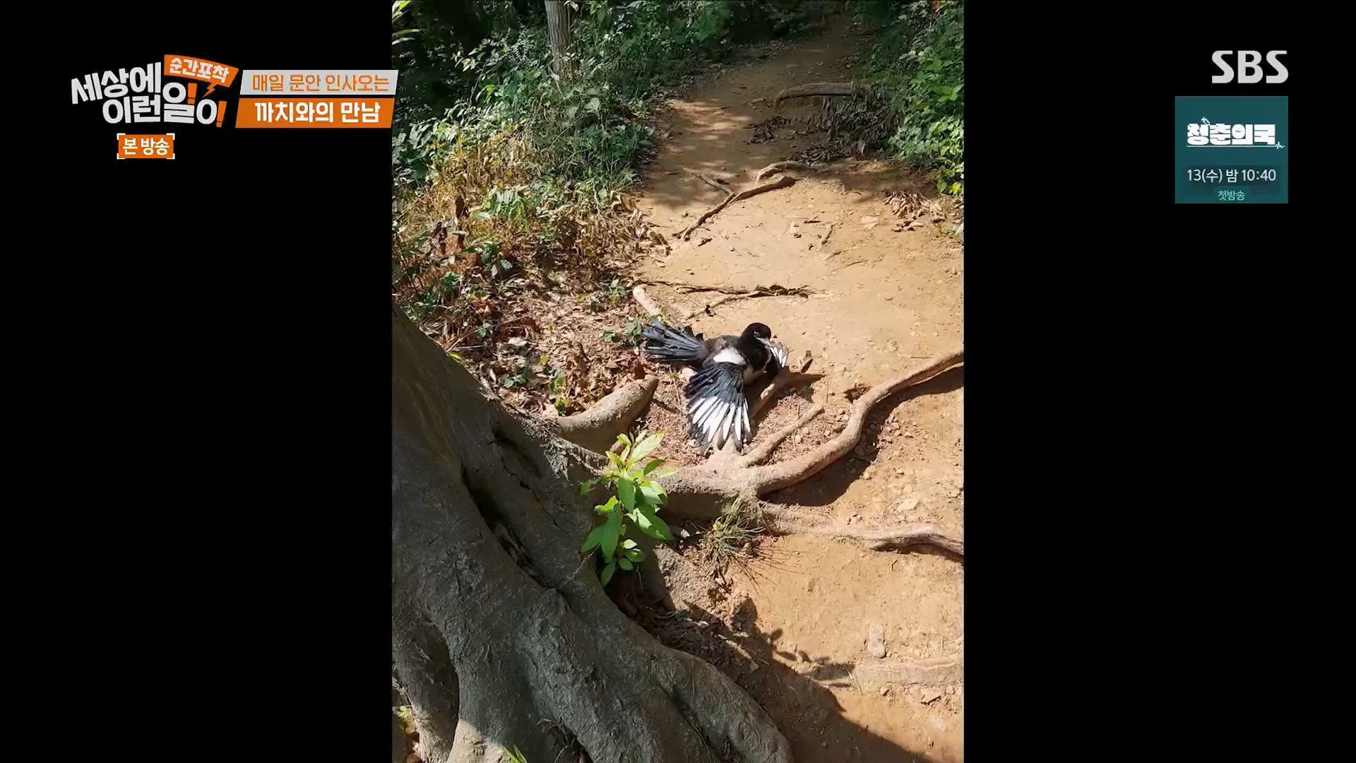 순간포착 세상에 이런일이.E1245.230909p.H264-F1RST.mp4_20230910_171526.578.jpg