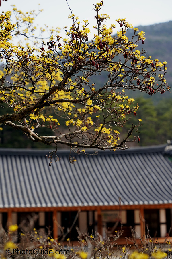 산수유