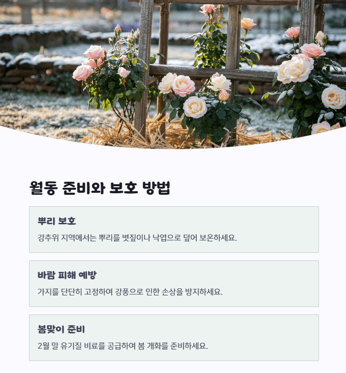 목향장미 키우기