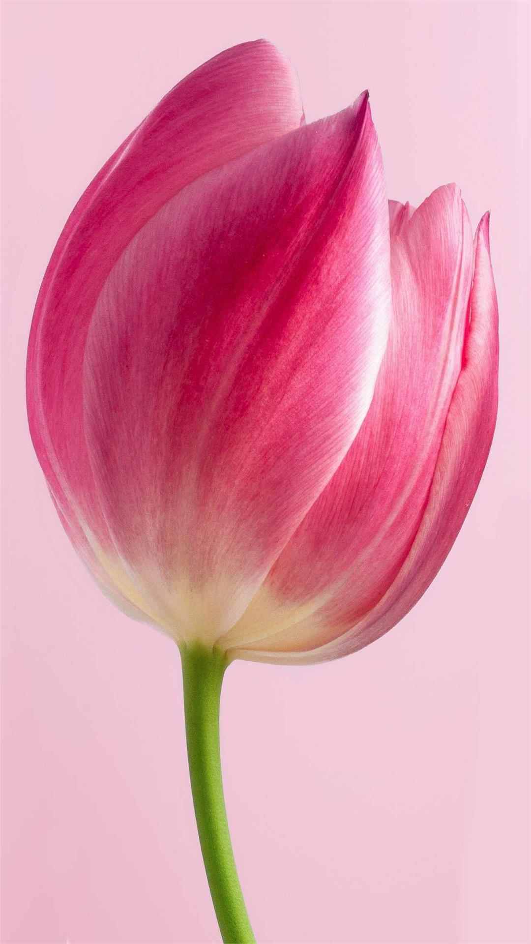 Tulip Flower iPhone Wallpaper