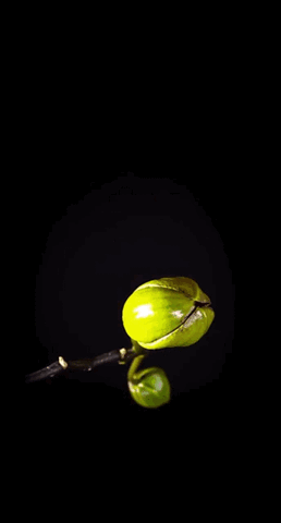 img.gif