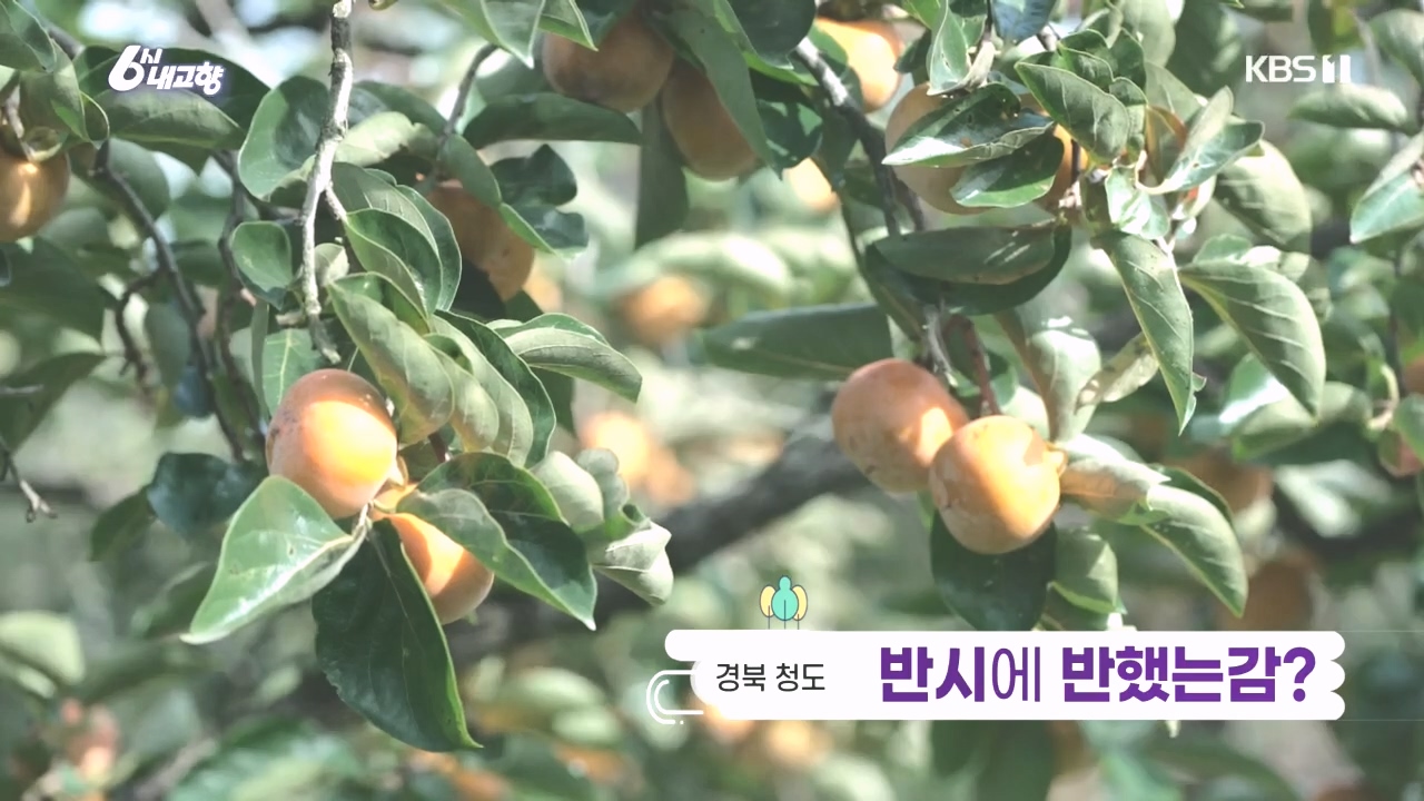 6시 내고향.E7896.231024p.H264-F1RST.mp4_20231024_201703.677.jpg