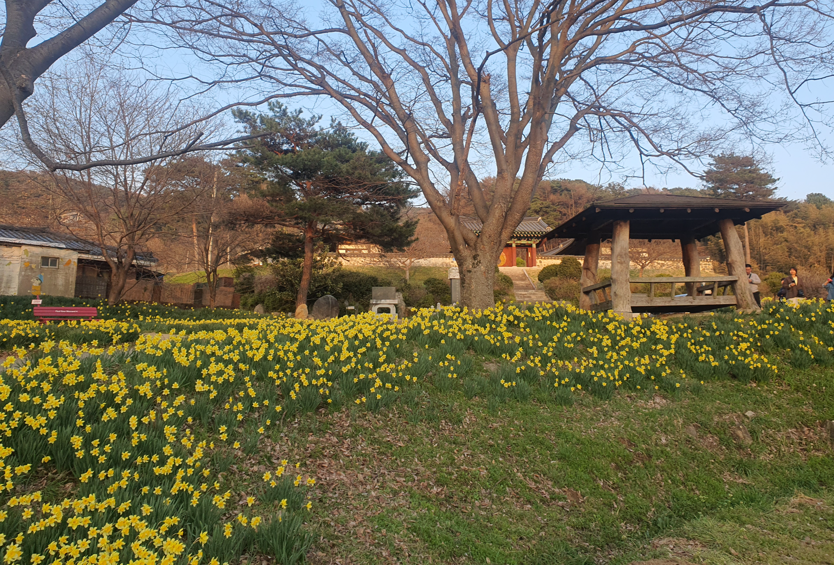 홍성 거북이 마을 봄꽃 명소