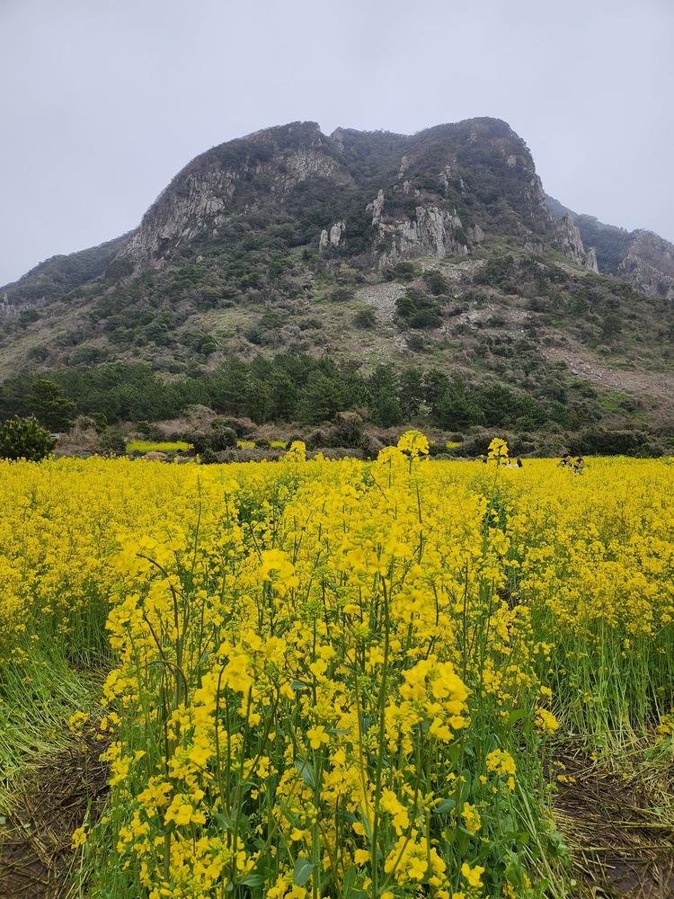 제주 유채꽃밭4