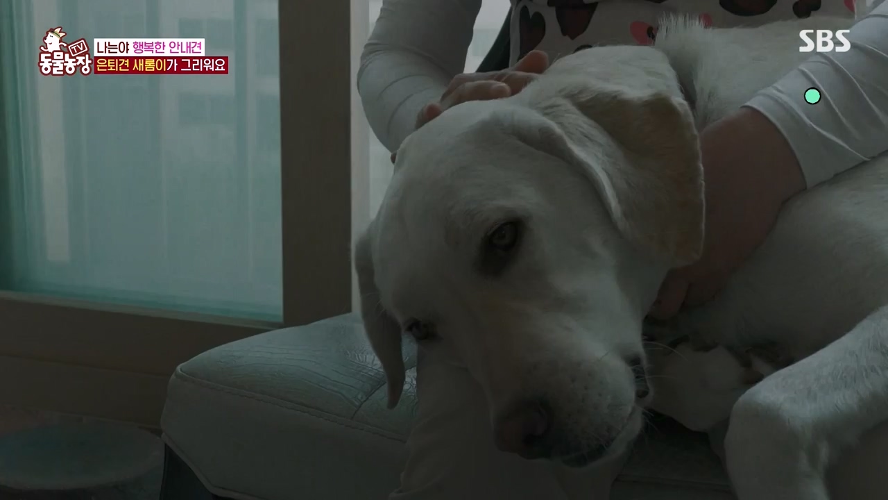 TV 동물농장.E1122.230529p-NEXT.mp4_20230528_170258.359.jpg