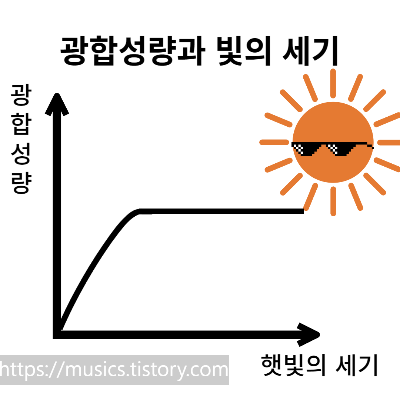 햇빛의 세기와 광합성의 관계