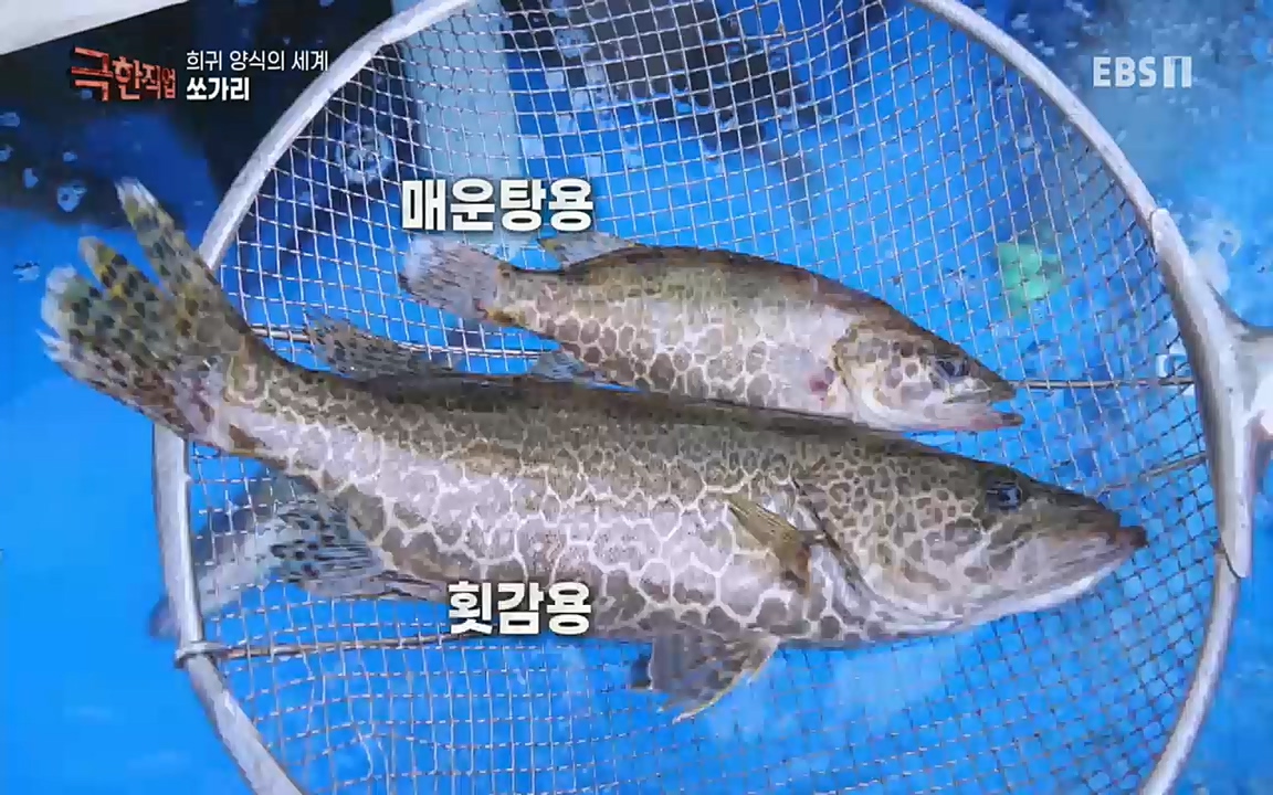 TV - 교육의 중심 EBS희귀 양식의 세계 - 참다랑어, 연어, 쏘가리.mp4_20220829_200236.367.jpg