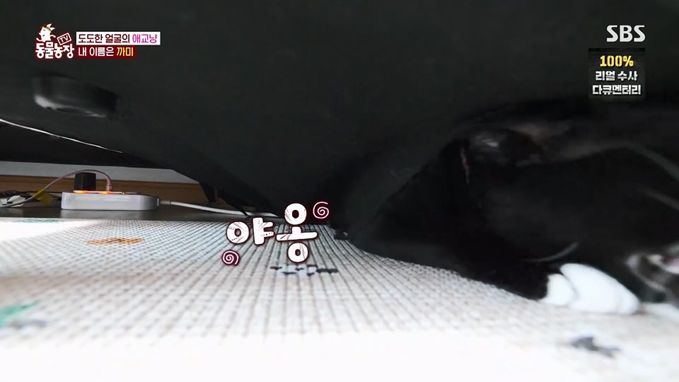 TV 동물농장.E1128.230709p.H264-F1RST.mp4_20230709_183536.588.jpg