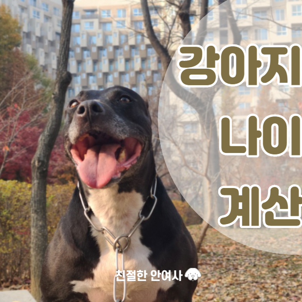  강아지 나이 계산법 알아보아요  < feat.산책 >