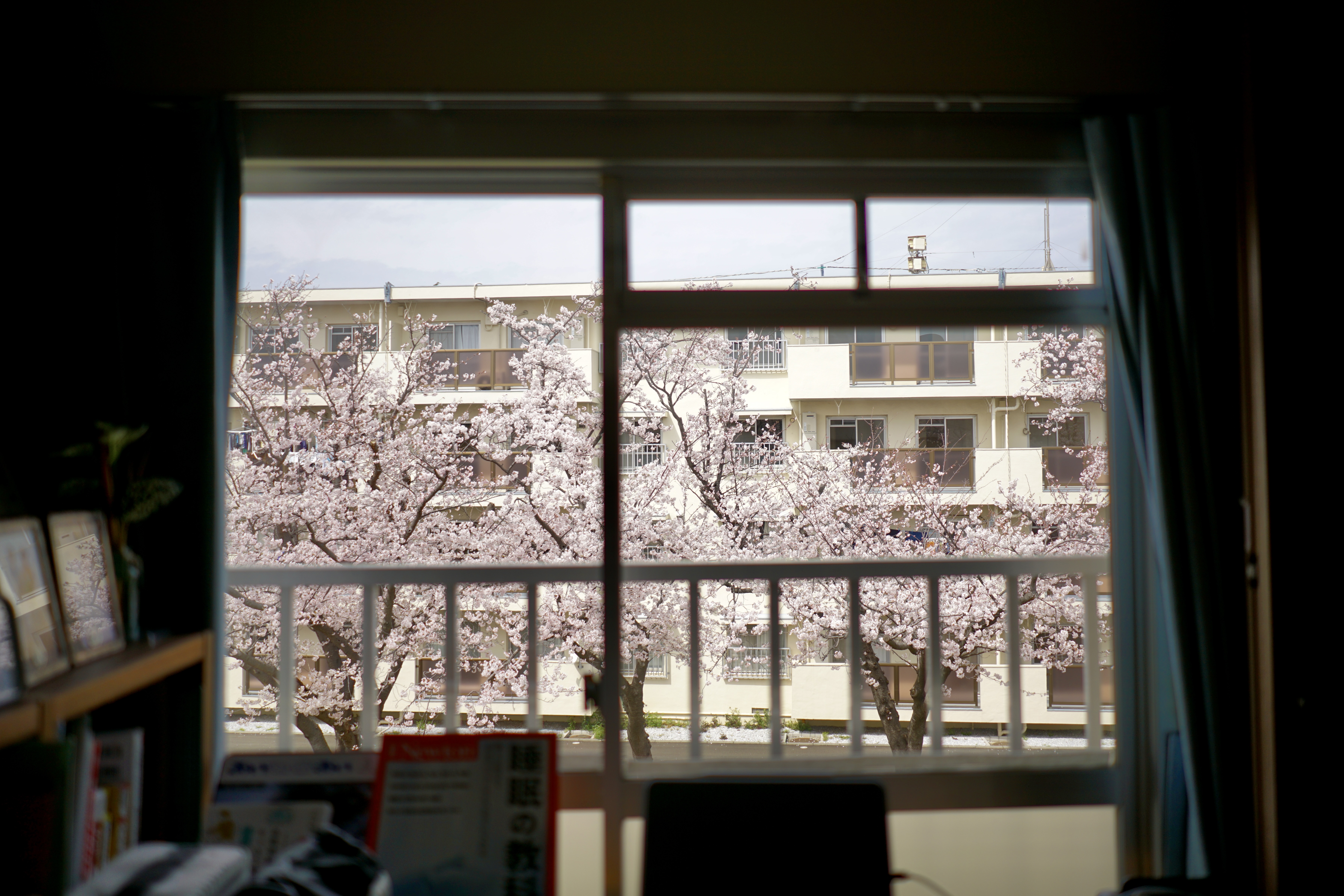 창 밖에 만개한 벚꽃