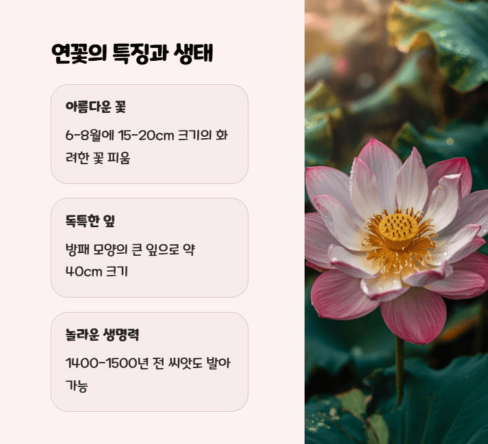 연꽃 키우기