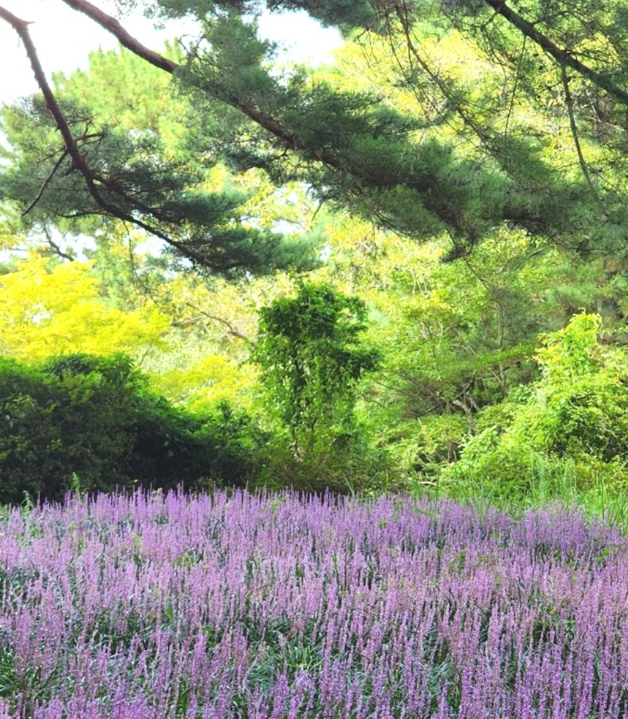 한라수목원 맥문동