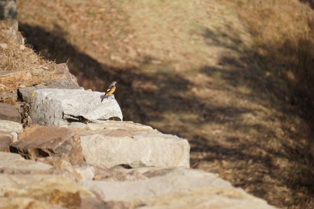 바위 돌에 내려 앉은 귀여운 딱새 사진 4장&#44; 붉은 가슴&#44; 검은 날개&#44; 날개에 하얀 점무늬&#44;