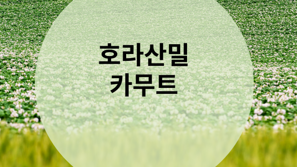  호라산밀 카무트쌀 효능 및 칼로리