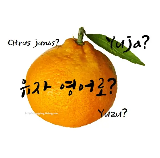 유자-영어로-유자차-영어로-Citrus-junos-Yuzu-Yuja