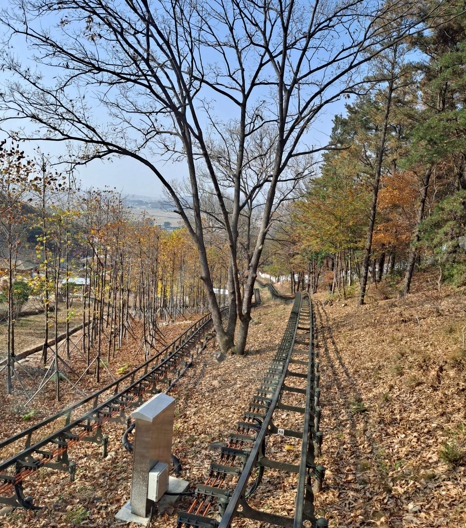 선로 곳곳에 나무들이