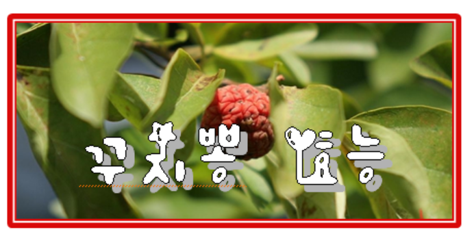 구지뽕 효능 알고 꾸지뽕차 마시기~