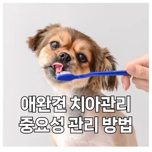 강아지 치아관리 중요성