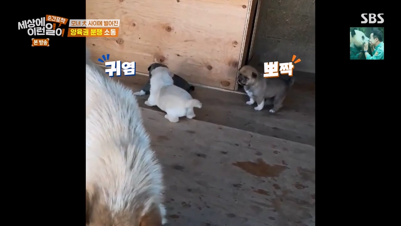 순간포착 세상에 이런일이.E1269.240317p-NEXT.mp4_20240317_163607.532.jpg